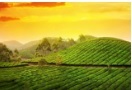 Munnar is the top tourist place in Kerala