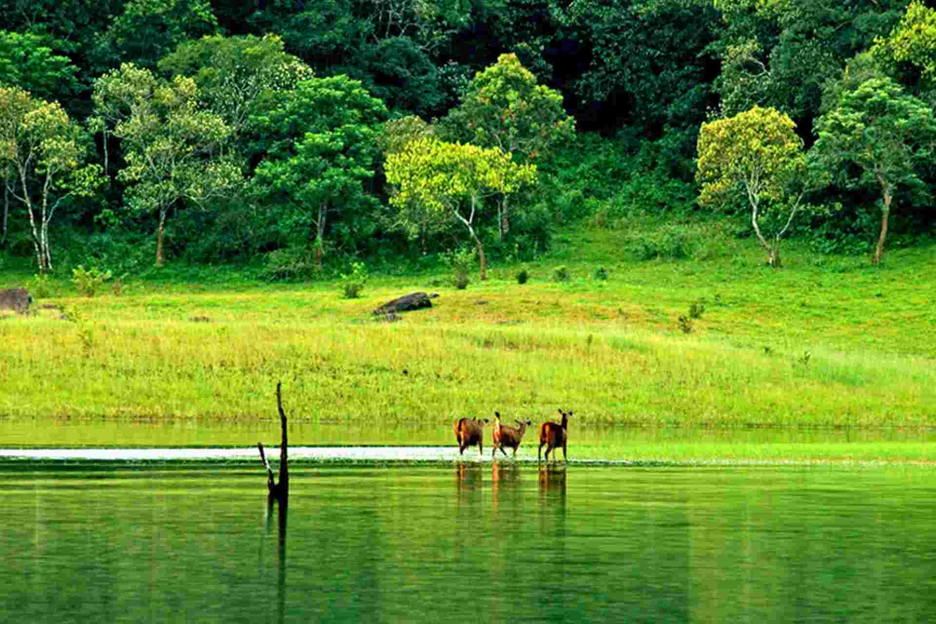 Thekkady Tour