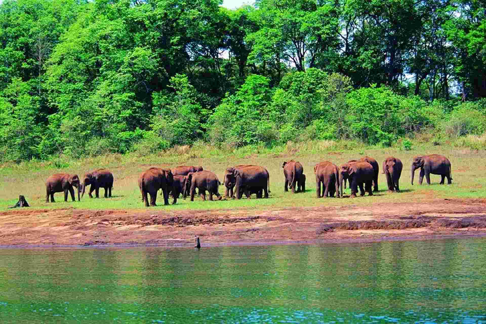 Elephats Thekkady