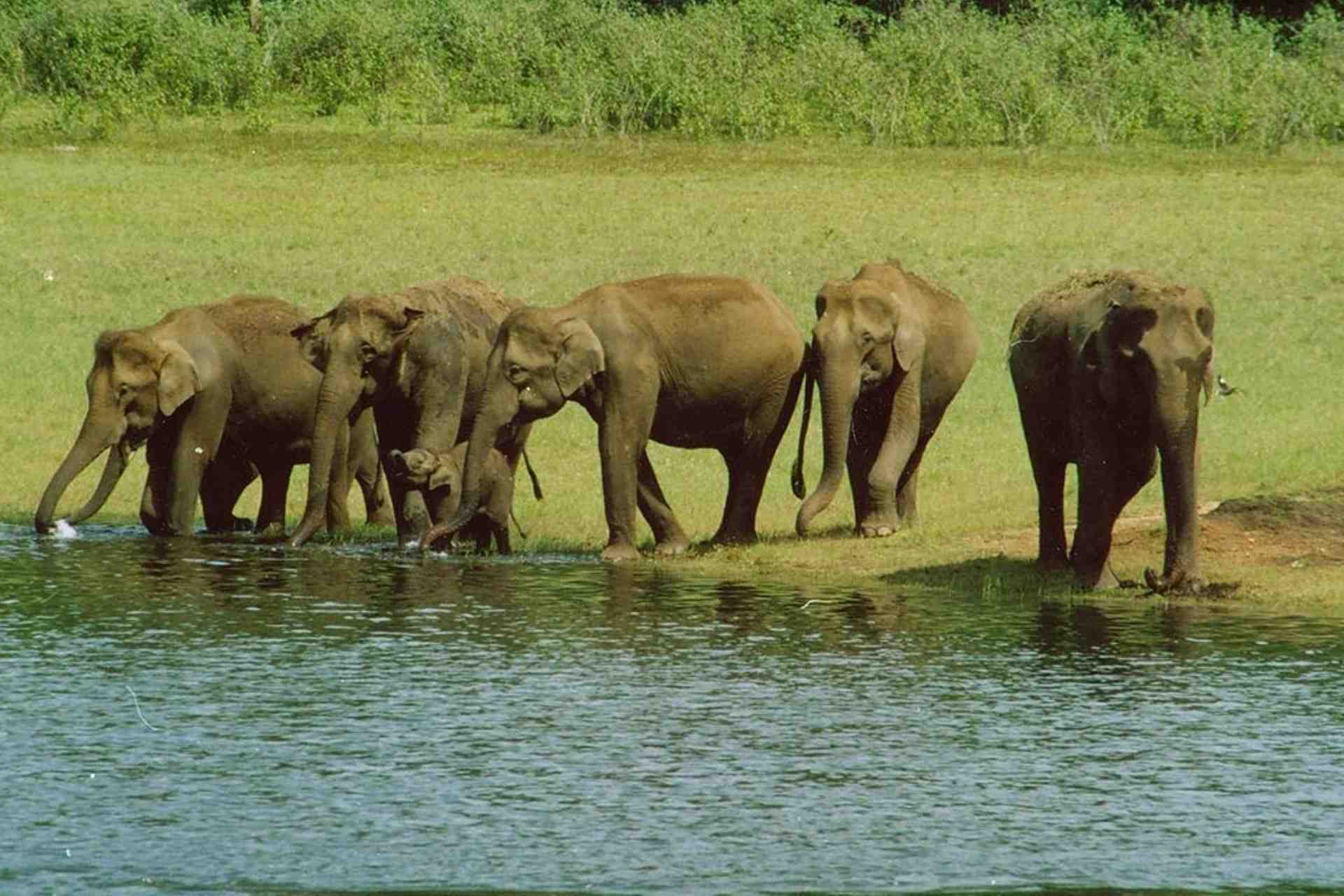 Thekkady Tour