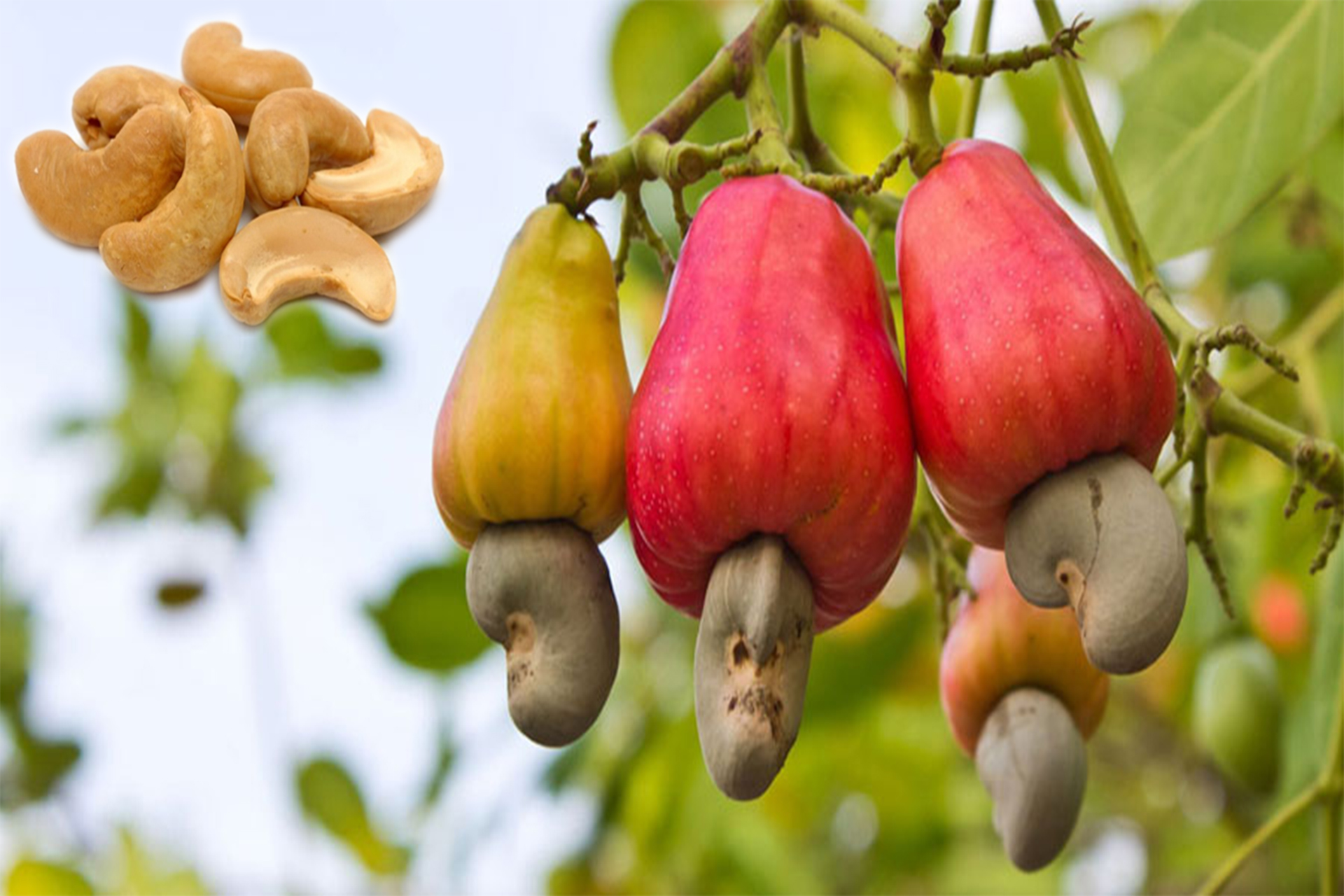 Kerala Cashew nut
