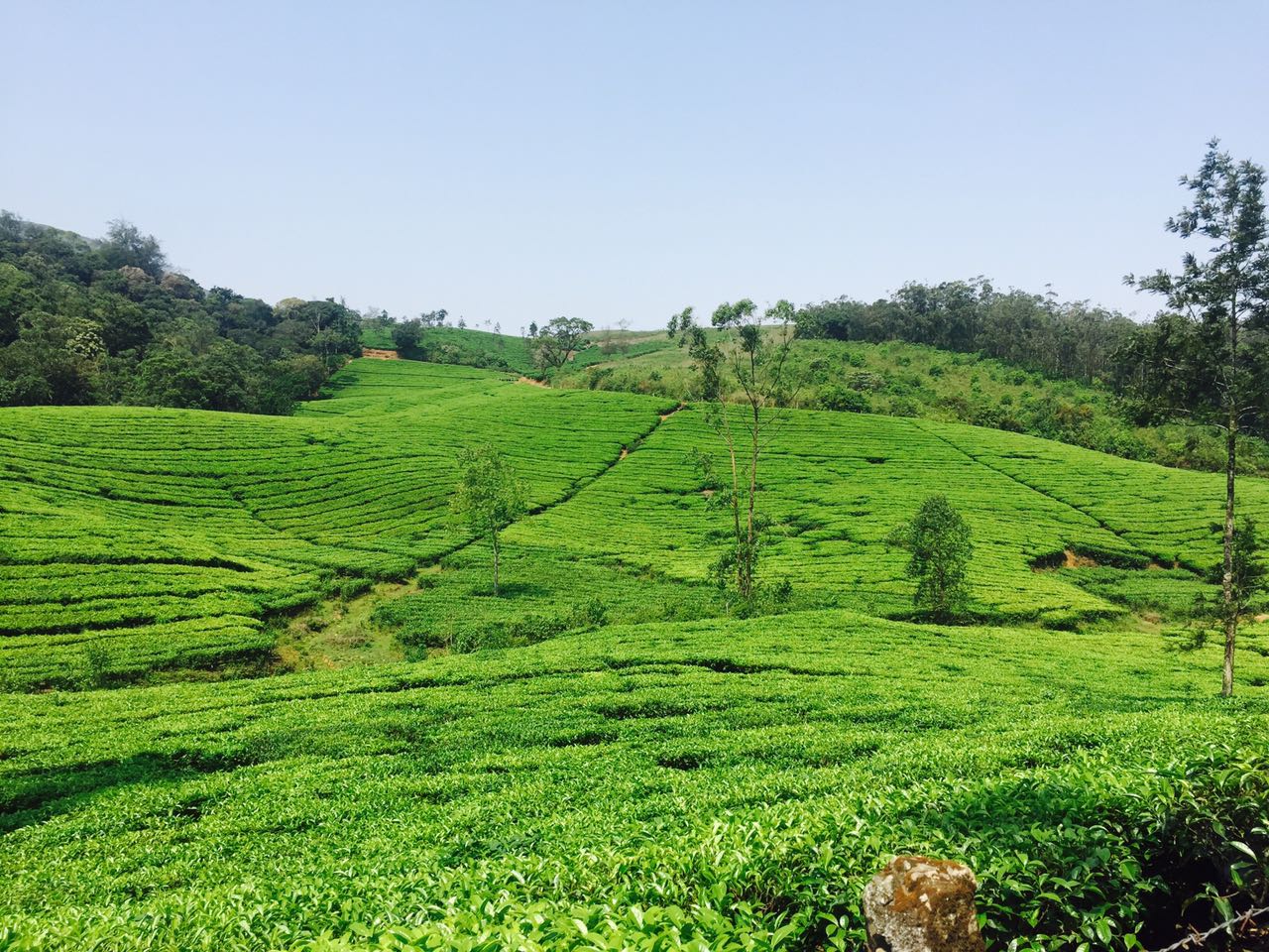 Vagamon Tea Plantations