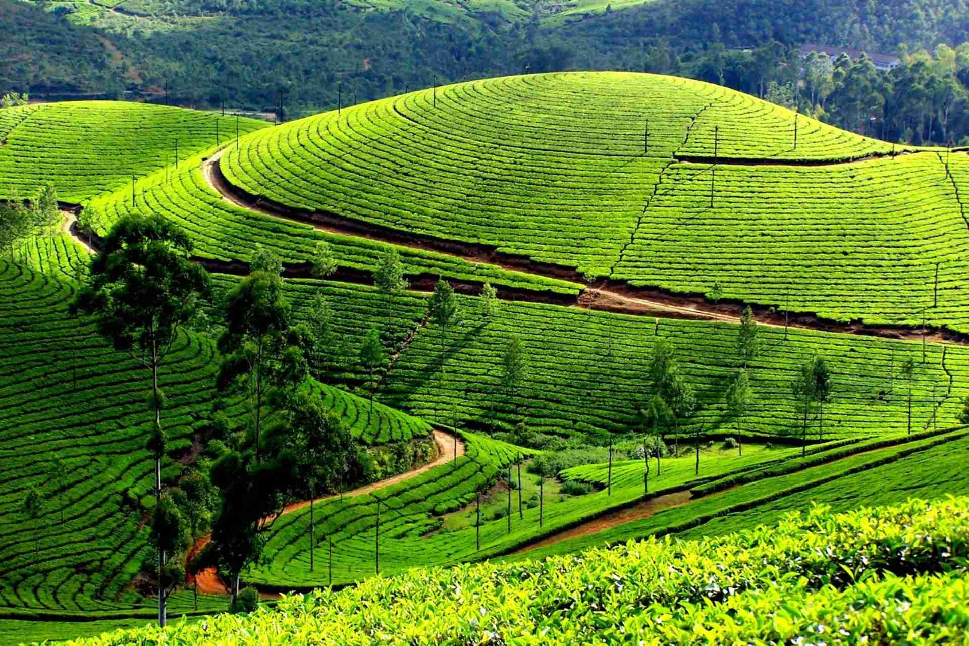 Munnar tea gardens