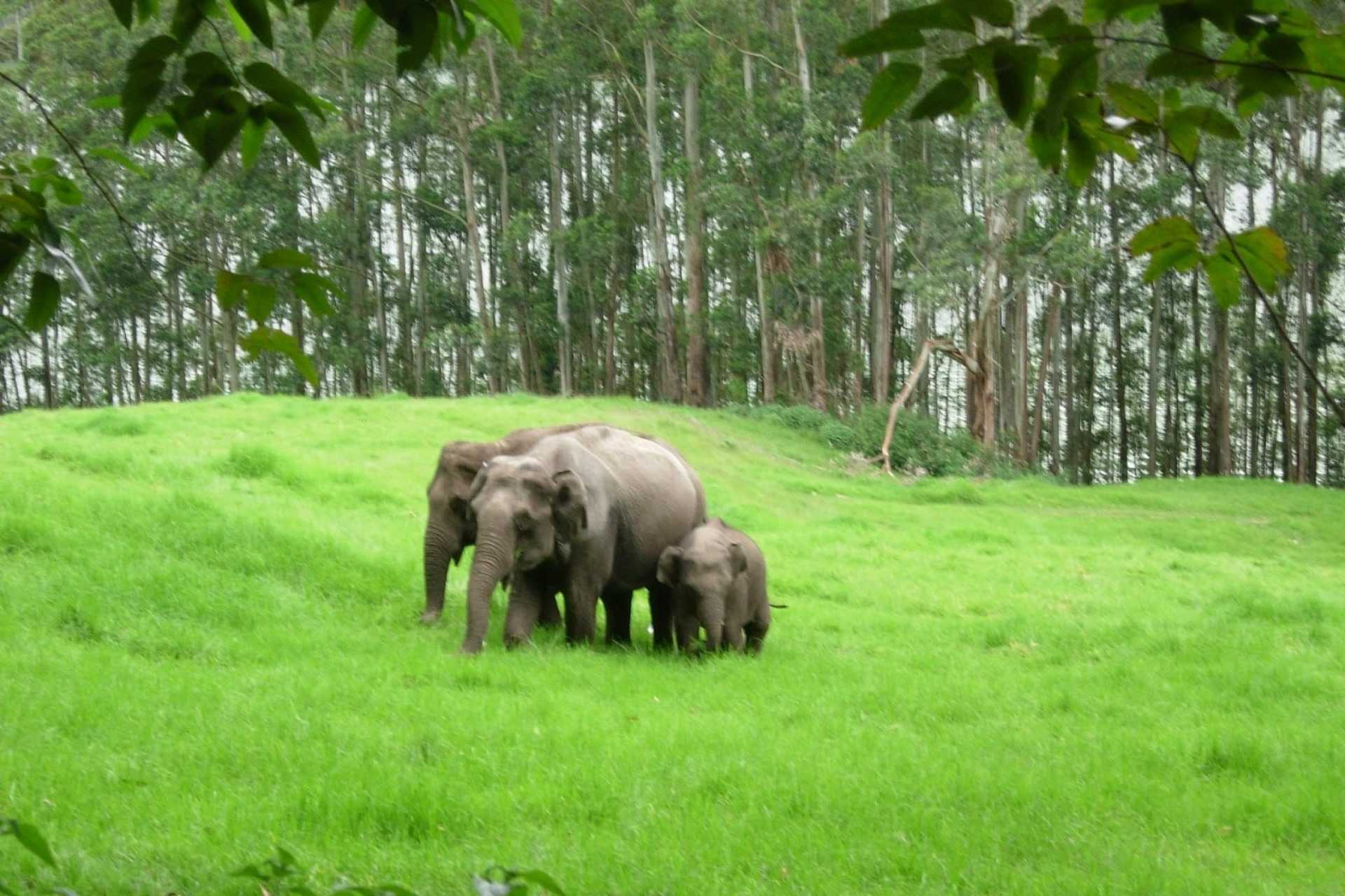Wild elephats near Munnar 