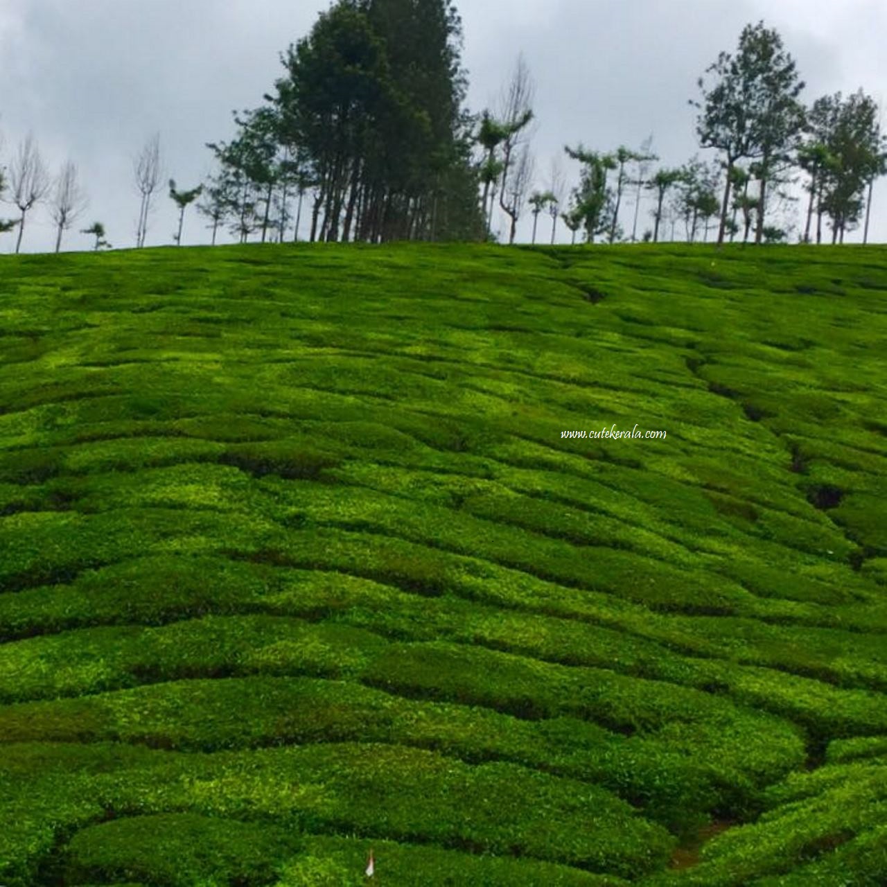 Munnar