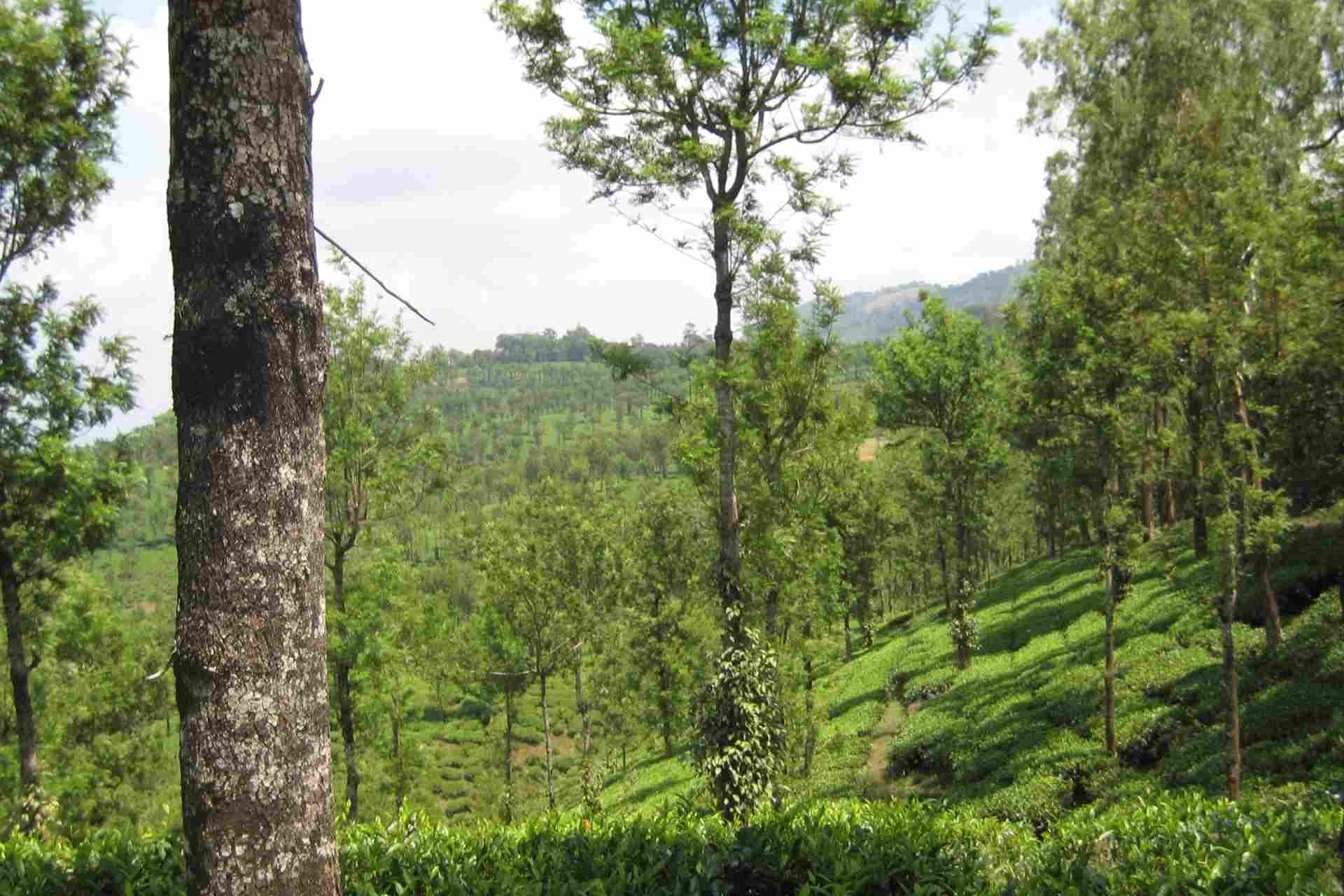 Nelliyampathy Tour