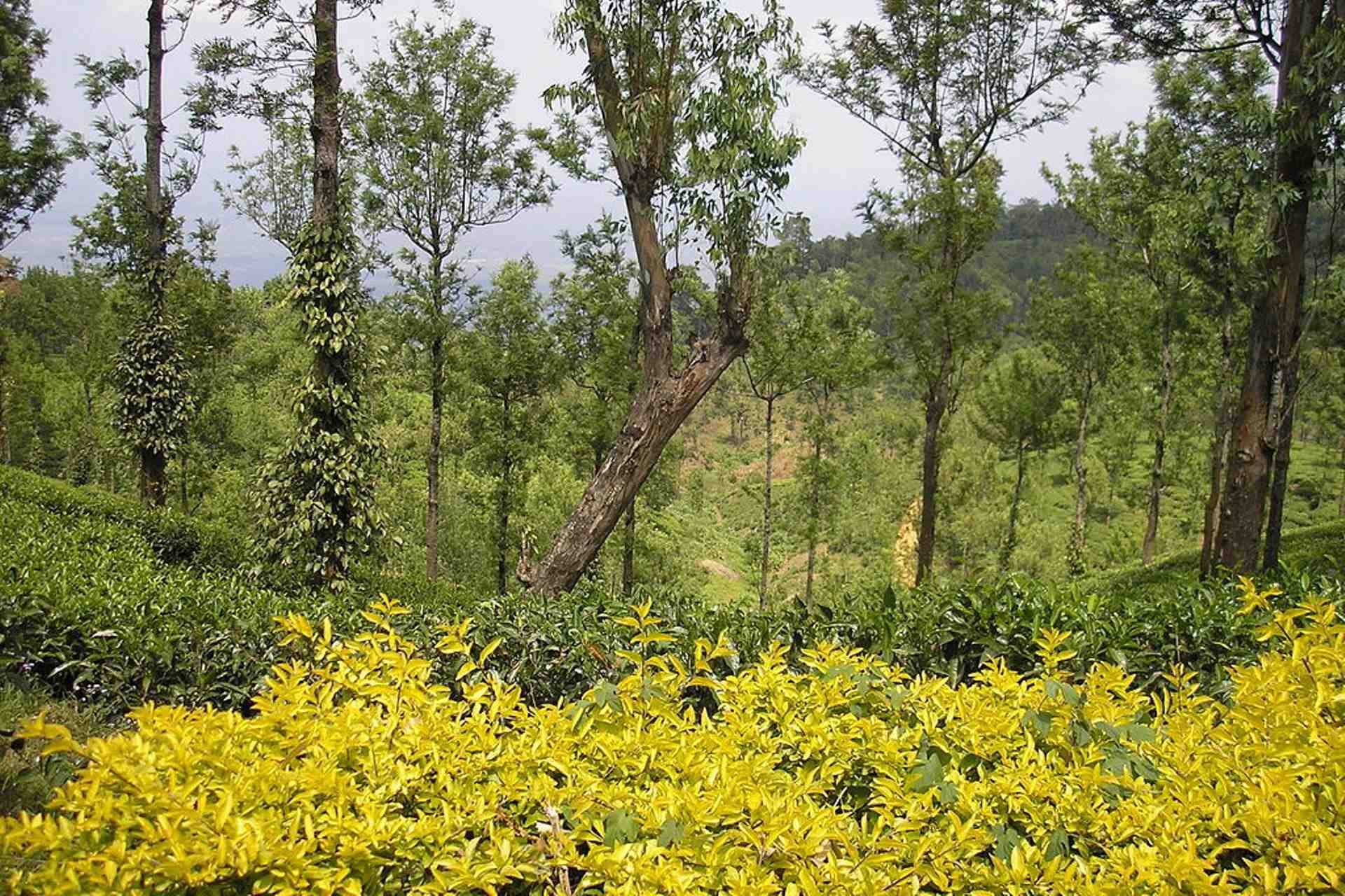 Nelliyampathy Tour