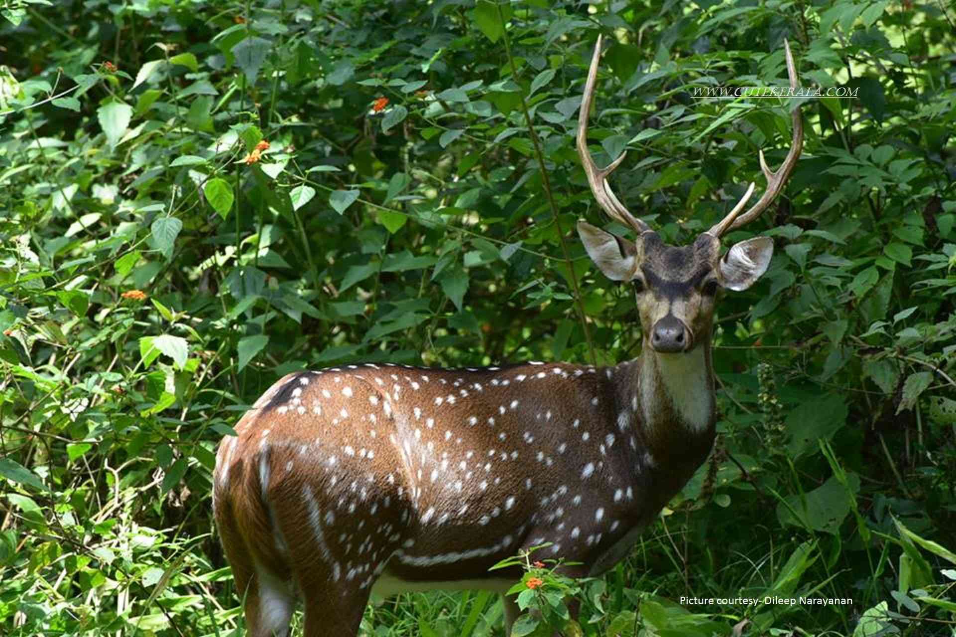 Wayanad Tour