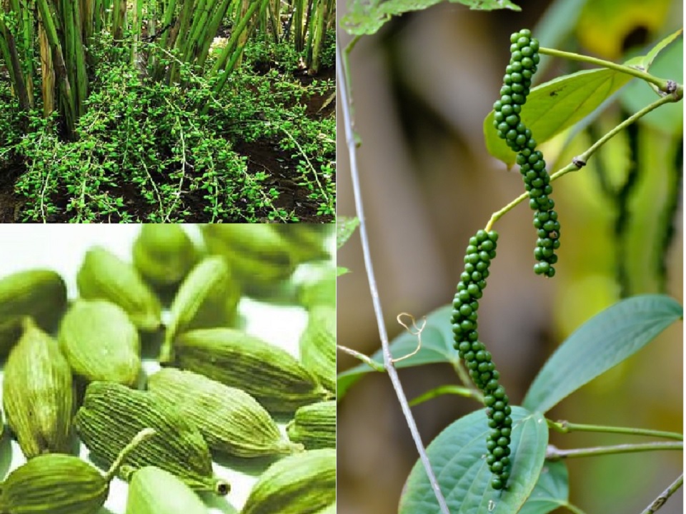 Tourists can buy Kerala Spices