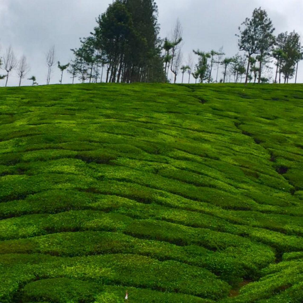 Munnar